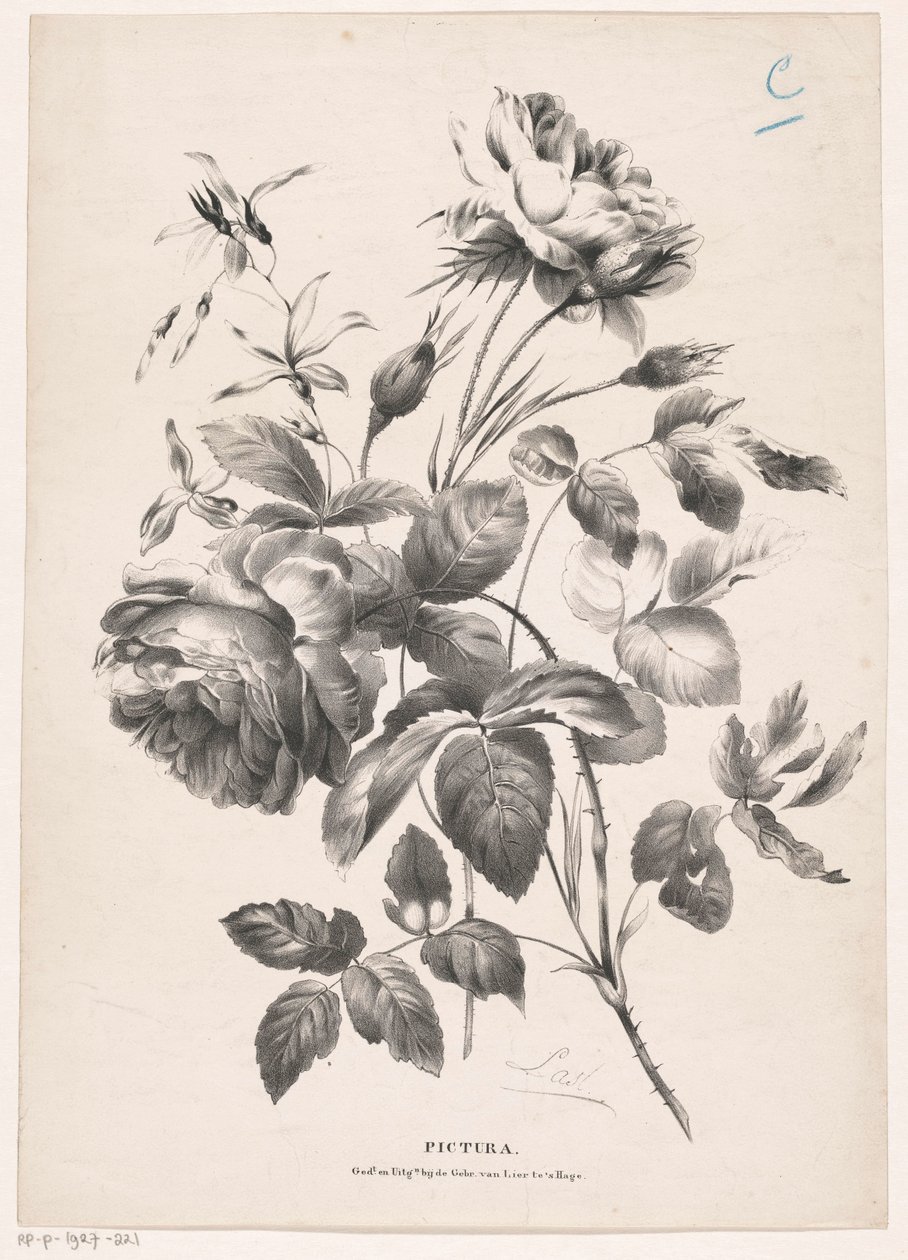 Deux roses (Pictura) - Carel Christiaan Antony Last