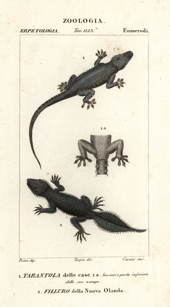 Gecko domestique, Hemidactylus frenatus 1, et gecko à queue large, Phyllurus platurus 2 - Carini Carini