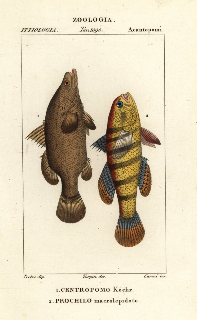 Perche du Nil, Lates niloticus, et poisson dormeur ou goujon, Ophiocara macrolepidota - Carini Carini