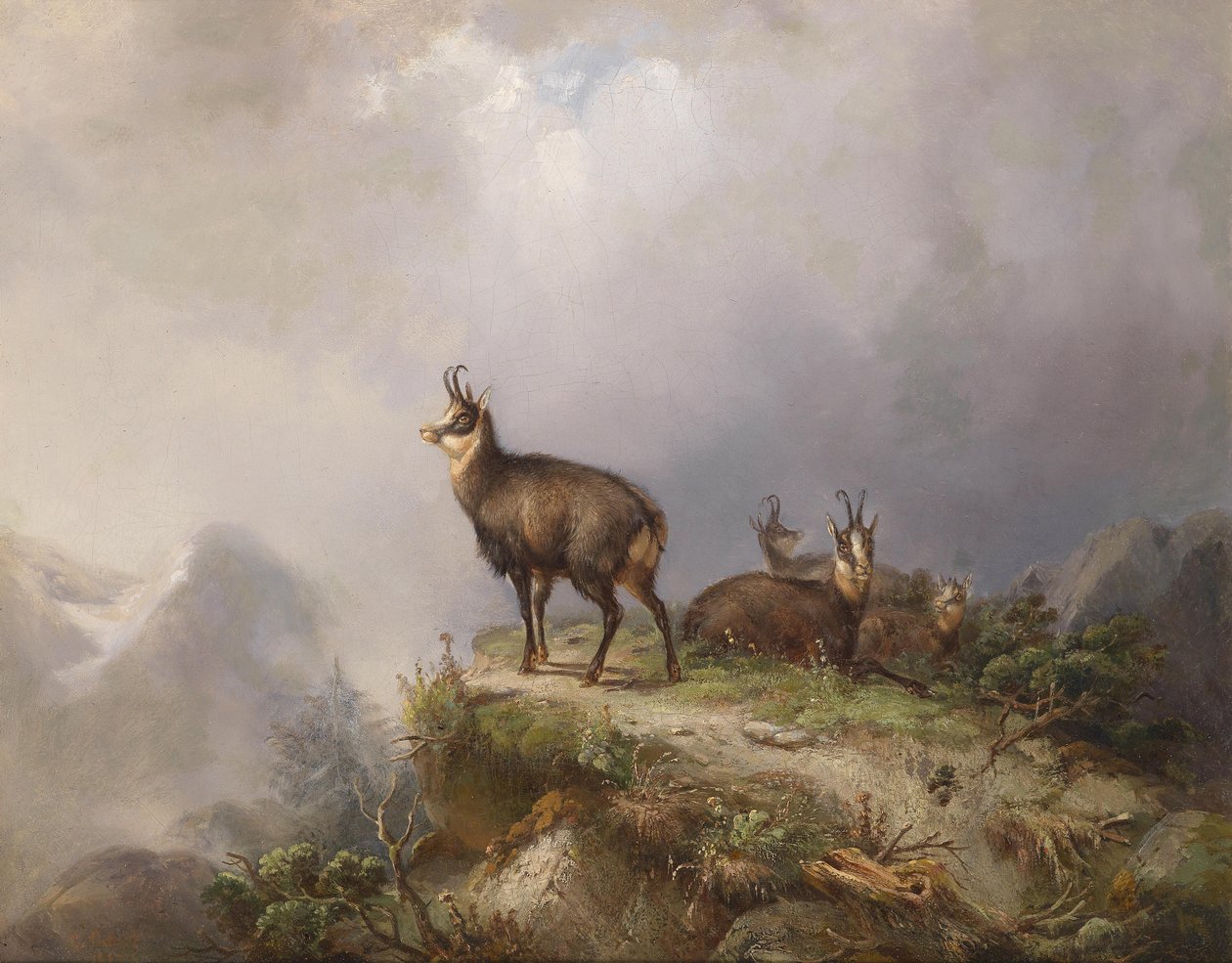 Chamois - Carl Friedrich Ockert