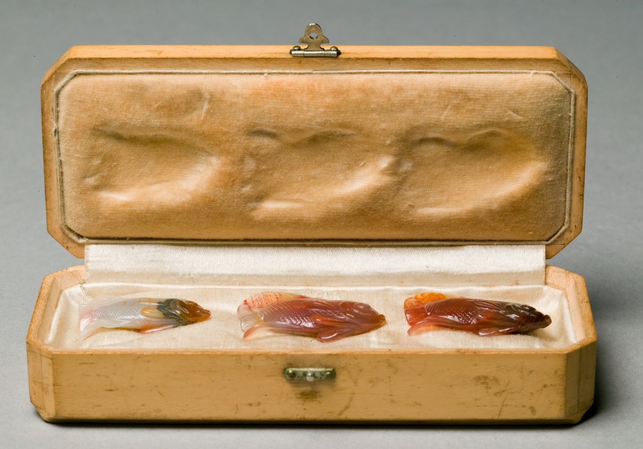Ensemble de trois poissons dans la boîte d