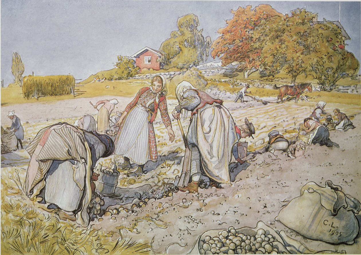 Récolte de pommes de terre - Carl Larsson