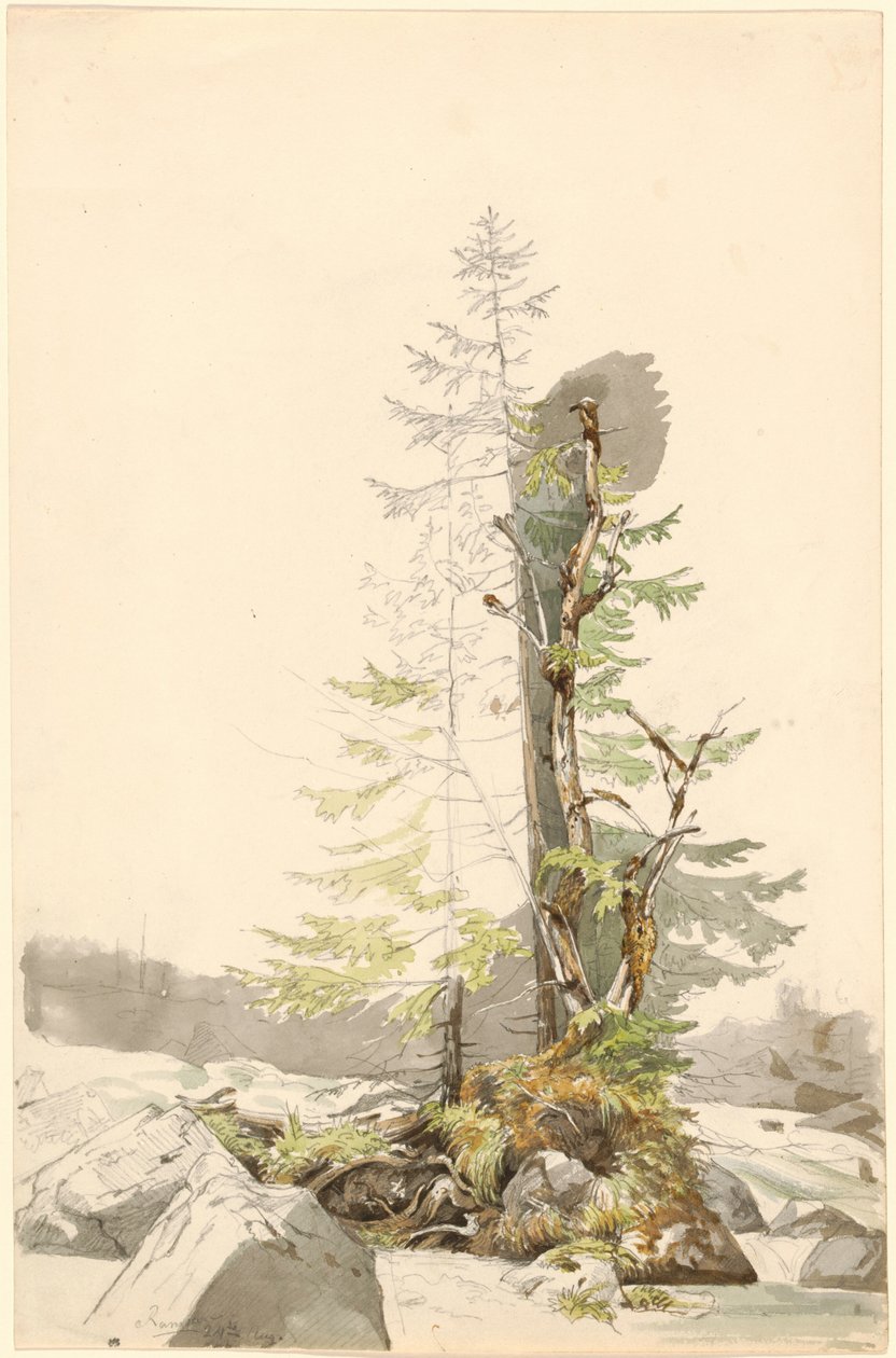 Un bosquet près d
