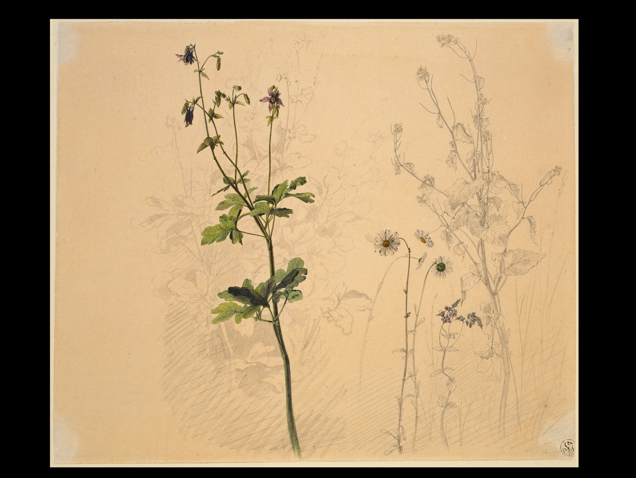 Ancolie, marguerite, hysope à l