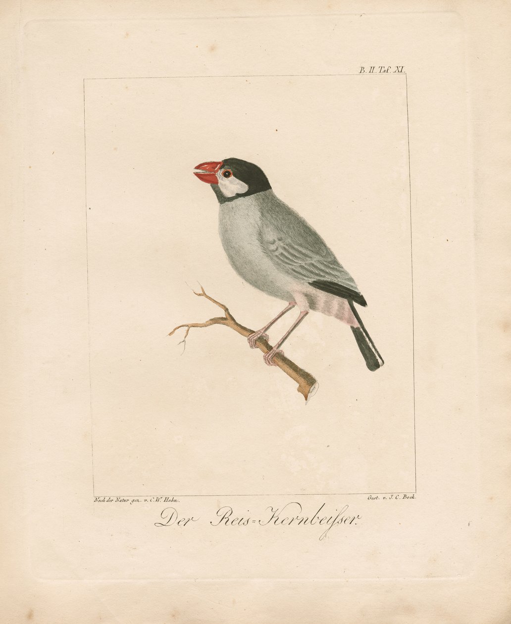 Le pinson du riz de Java (lithographie coloriée à la main) - Carl Wilhelm Hahn