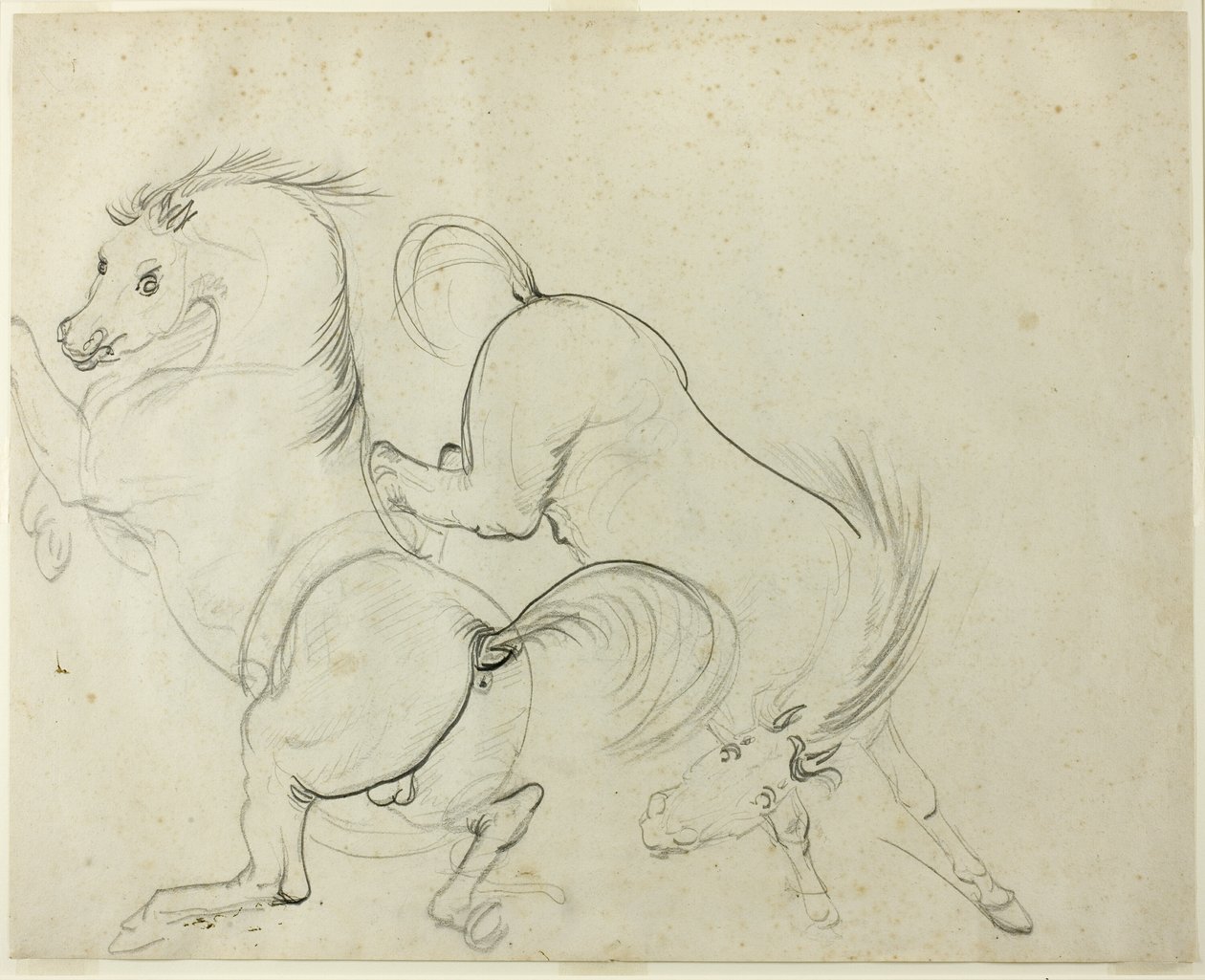 Deux Chevaux Jouant (recto); Homme sur un Cheval Ruant (verso) - Carle Vernet