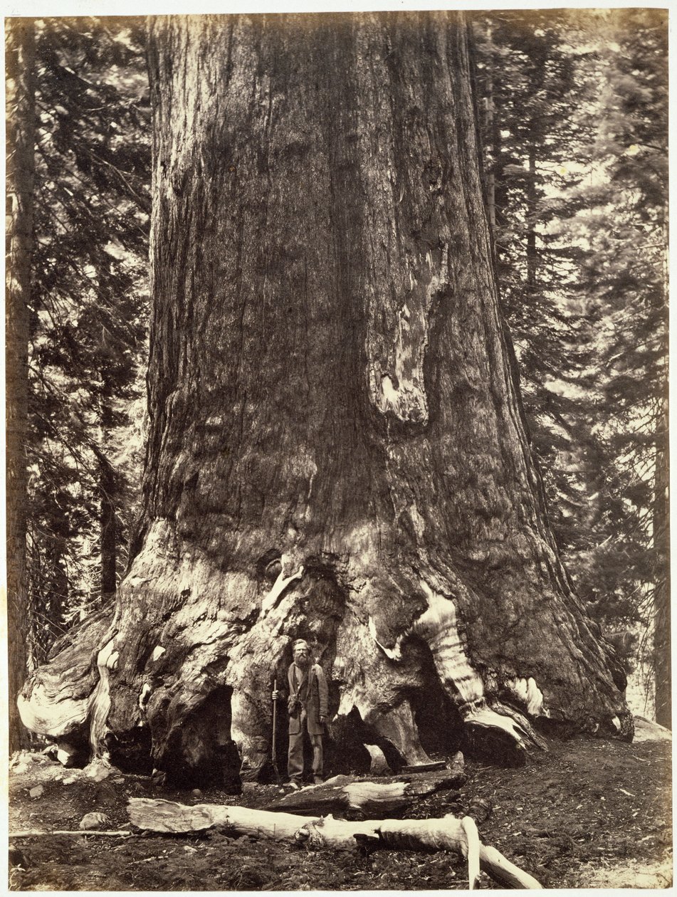 Base du Grizzly Géant, du Livre de Yosemite : Une Description de la Vallée de Yosemite et de la Région Adjacente de la Sierra Nevada, et des Grands Arbres de Californie, par Josiah Dwight Whitney (1819 - Carleton E. Watkins
