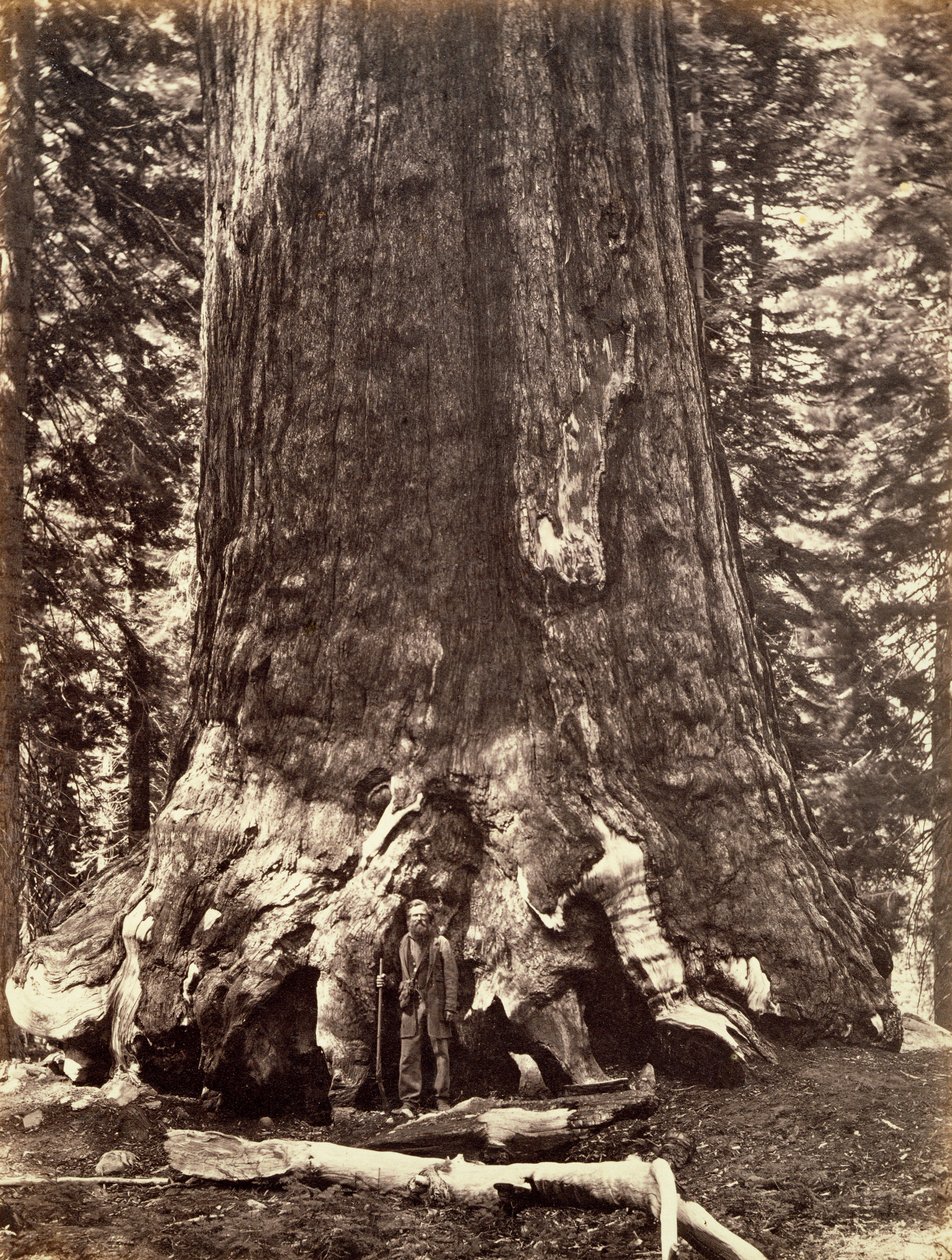 Base du Grizzly Giant, Séquoia géant, Yosemite, Californie, 1868 - Carleton Emmons Watkins