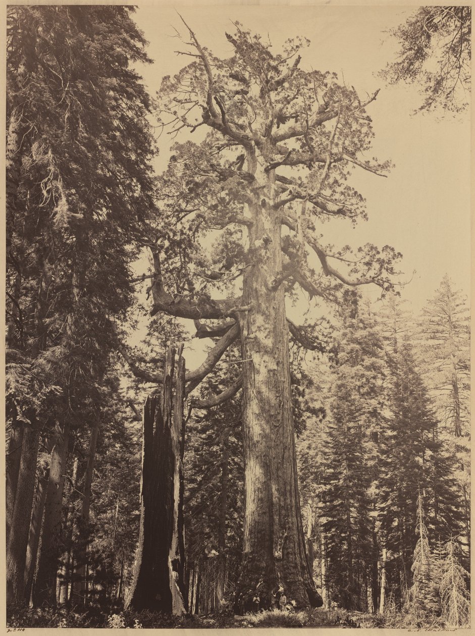 Grizzly Giant, Mariposa Grove - Carleton Emmons Watkins