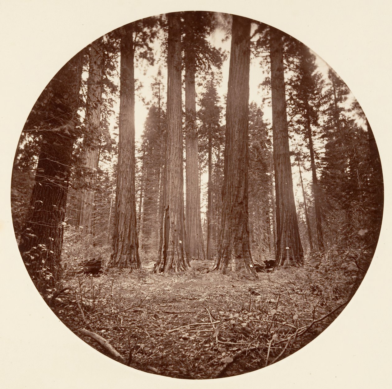 James Roi de William. Keyston State etc. Calaveras Grove, ca. 1878 - Carleton Emmons Watkins