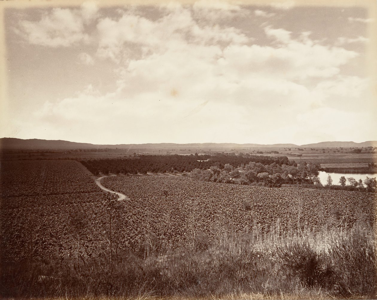 Vignoble du lac et orangeraie, Los Angeles - Carleton Emmons Watkins