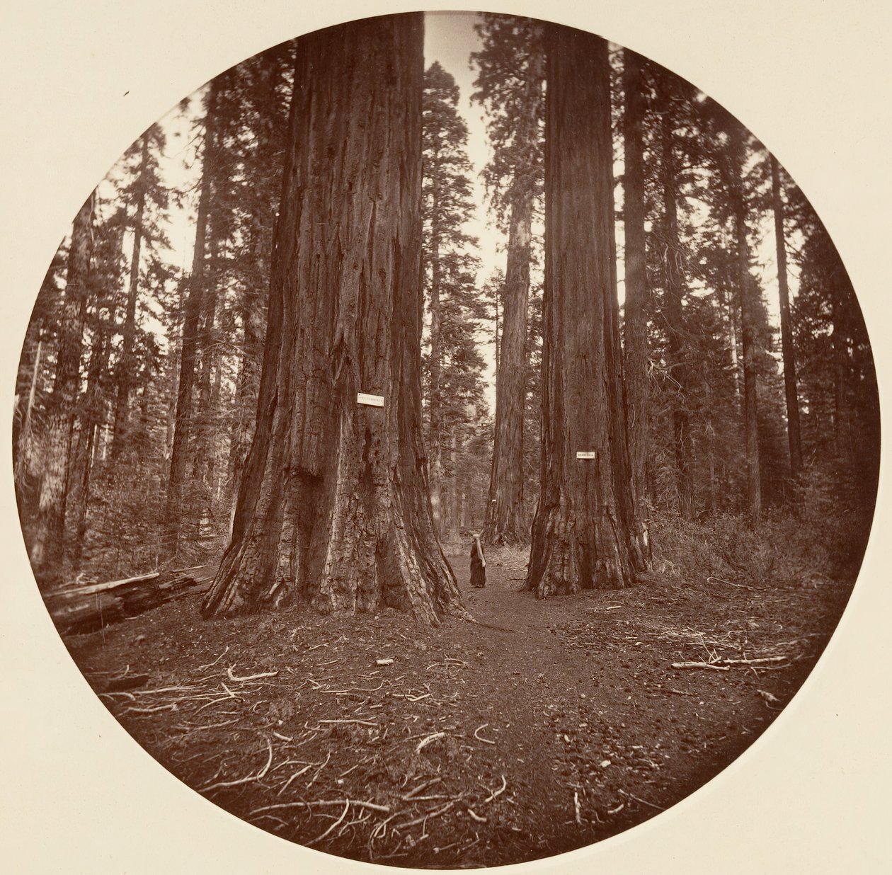 Aucun - Carleton Emmons Watkins