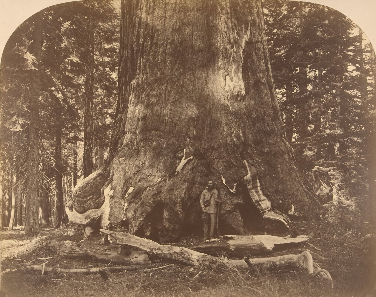 Section du Géant Grisly, Mariposa Grove - Carleton Emmons Watkins