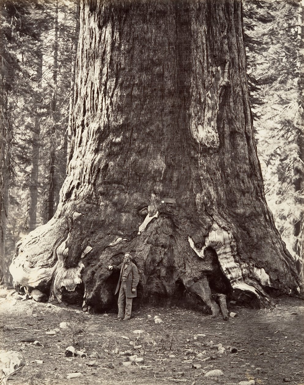 Section du Grizzly Giant, circonférence de 101 pieds - Carleton Emmons Watkins