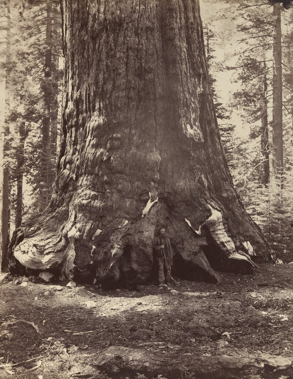 Section du Grizzly Giant avec Galen Clark, Mariposa Grove, Yosemite, 1865-66, imprimé vers 1876 - Carleton Emmons Watkins