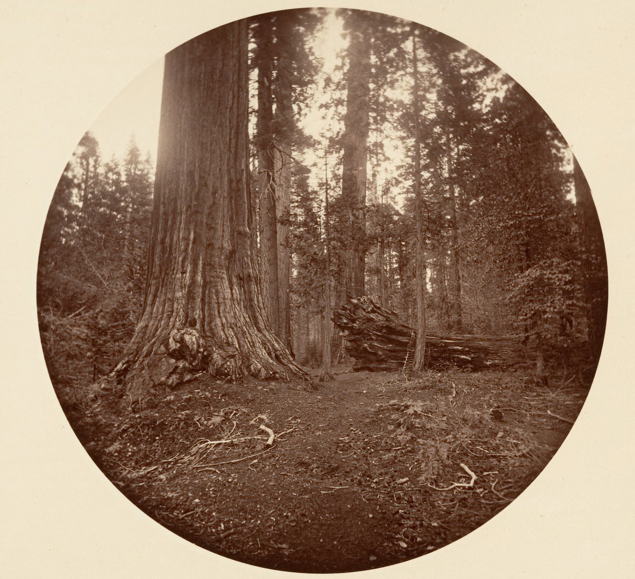 Le Père de la Forêt - C. Grove, vers 1878 - Carleton Emmons Watkins