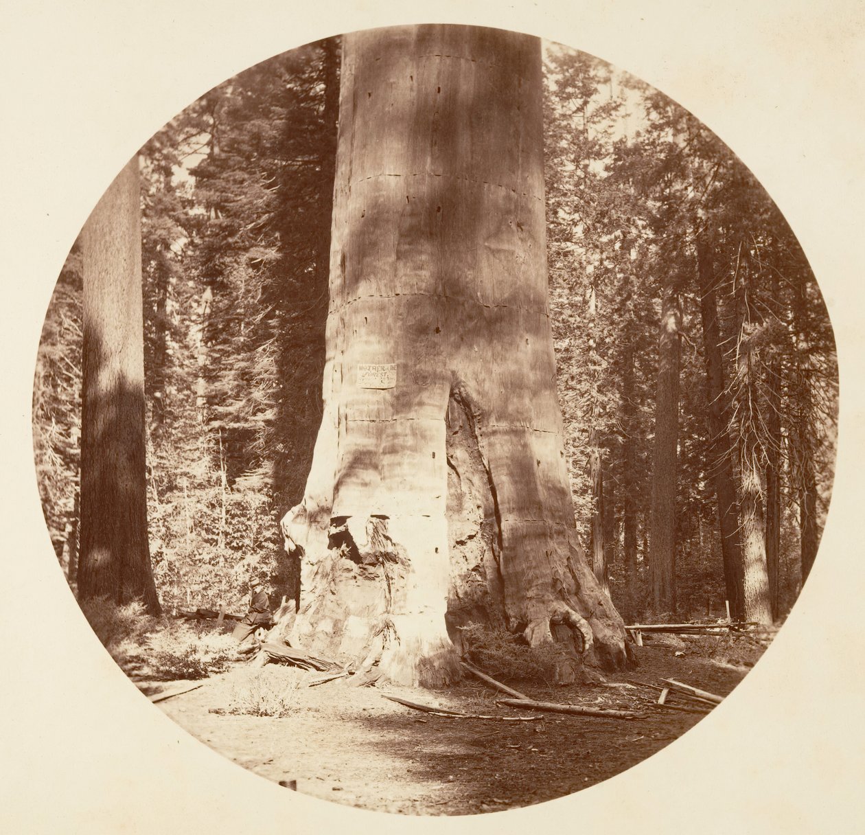 La Mère de la Forêt - Calaveras Grove (vers 1878) - Carleton Emmons Watkins