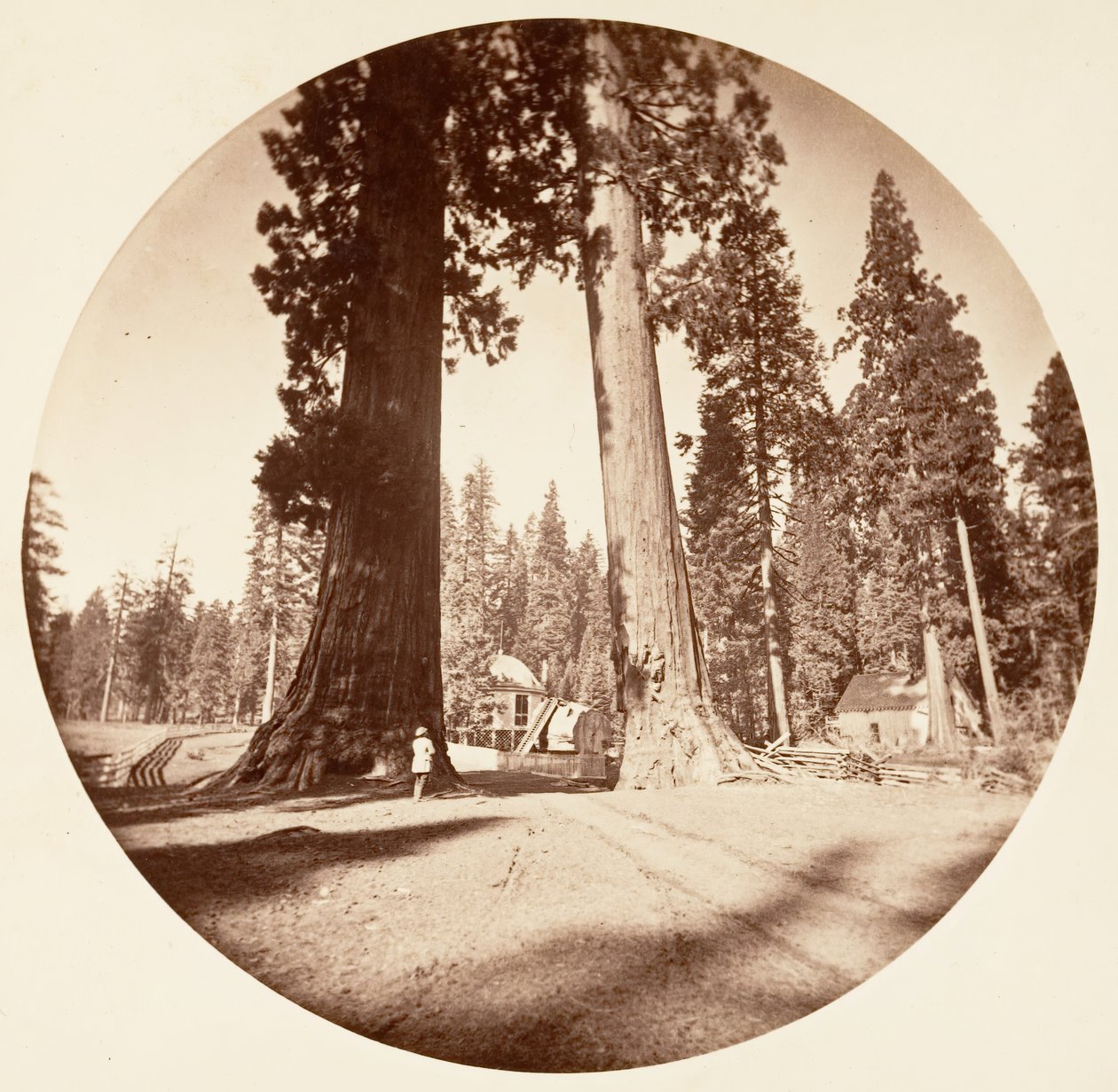 Les Sentinelles - Calaveras Grove - Carleton Emmons Watkins