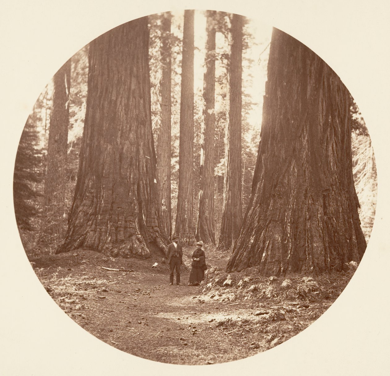 Les Trois Grâces vues à travers le bosquet Bryant et Seward Calaveras, vers 1878 - Carleton Emmons Watkins