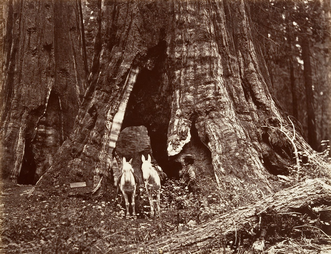 Le Trépied, circonférence de 94 pieds - Carleton Emmons Watkins
