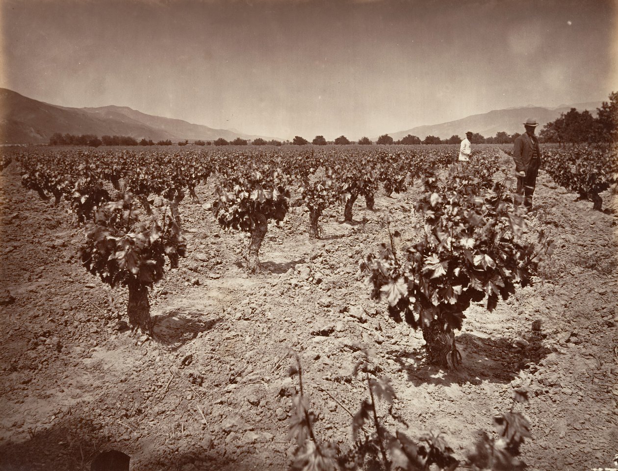 Vignoble du ranch Camulos, 1876, imprimé ca. 1876 - Carleton Emmons Watkins