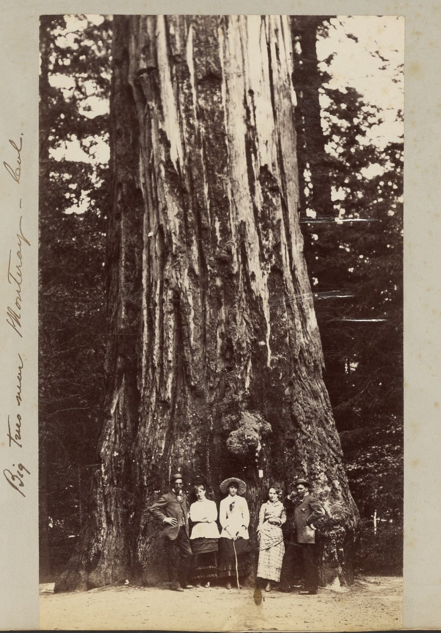 Grands arbres près de Monteray [sic] - Cal. - Carleton Watkins