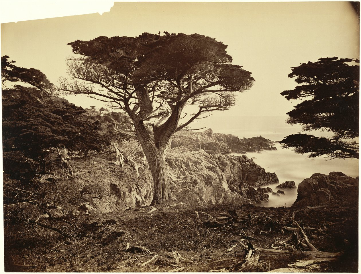 [Cypress Point, Monterey] - Carleton Watkins