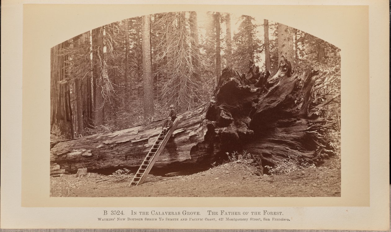 Dans le bosquet de Calaveras. Le père de la forêt - Carleton Watkins