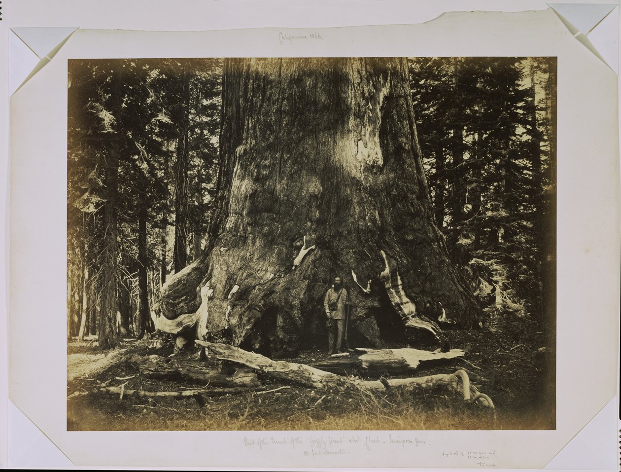 [Partie du tronc du « Grizzly Giant » avec Clark - Mariposa Grove - 33 pieds de diamètre] - Carleton Watkins