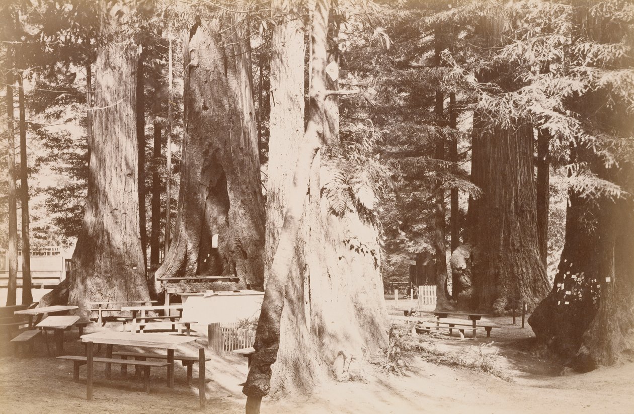 [Table de pique-nique dans un bosquet de séquoias] - Carleton Watkins