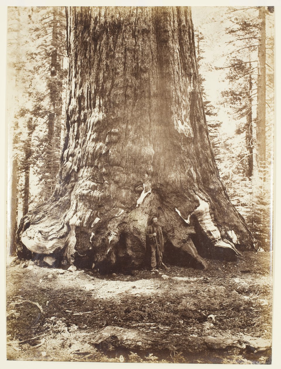 Section du Grizzly Giant avec Galen Clark, Mariposa Grove, Yosemite - Carleton Watkins