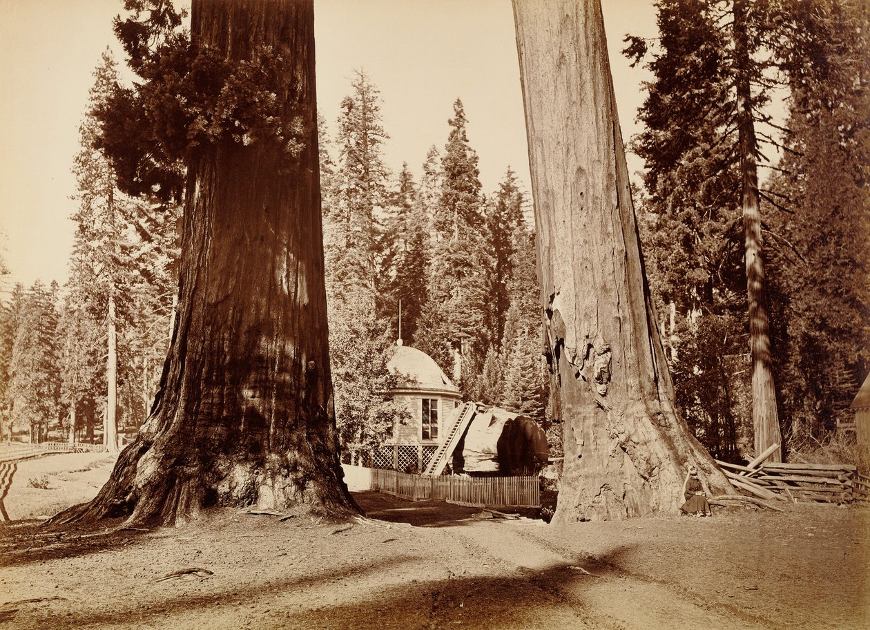La souche du Pavillon vue à travers les Sentinelles, Calaveras Grove - Carleton Watkins