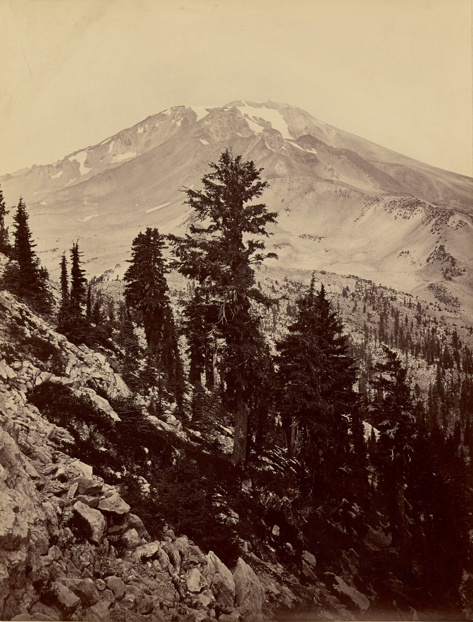 [Williamsonii, mont Shasta] - Carleton Watkins