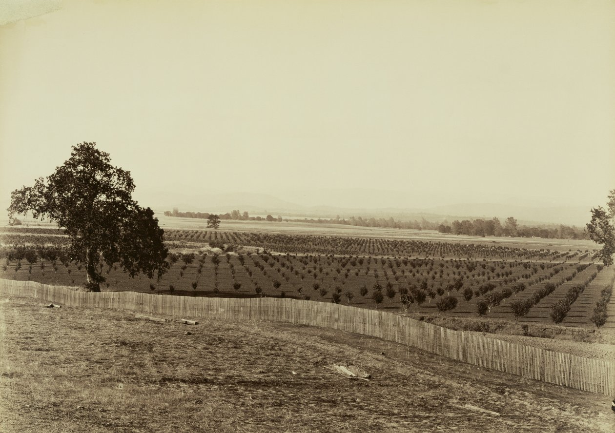 [Jeune verger, Palermo, comté de Butte] - Carleton Watkins