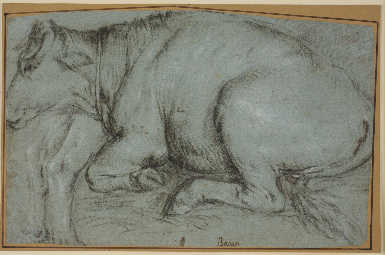Vache couchée et étude des pattes arrière d
