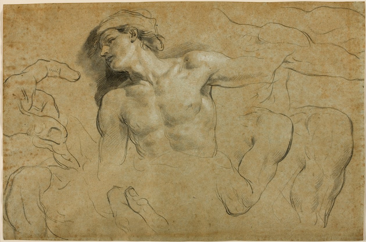 Études de mains, épaules et une jambe - Carlo Cignani
