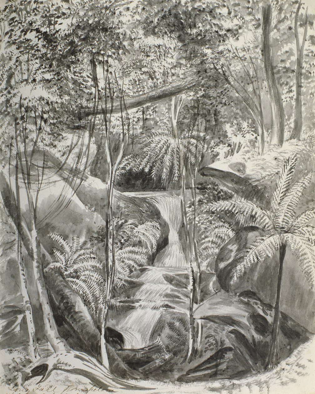 Étude de la jungle, 19ème siècle - Caroline Louisa Meredith