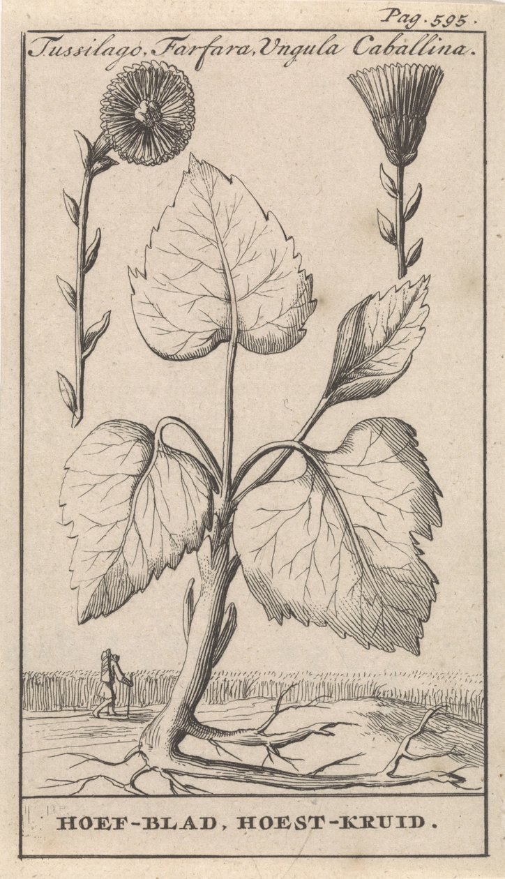 Petite tussilage avec tussilage - Caspar Luyken