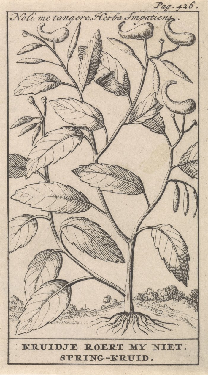 Balsamine - Caspar Luyken