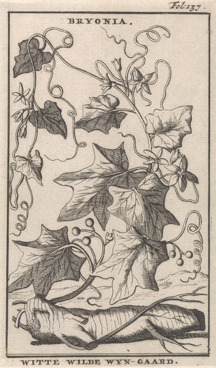 Bryone blanche (Bryonia / Witte Wilde Wyn-gaard) - Caspar Luyken