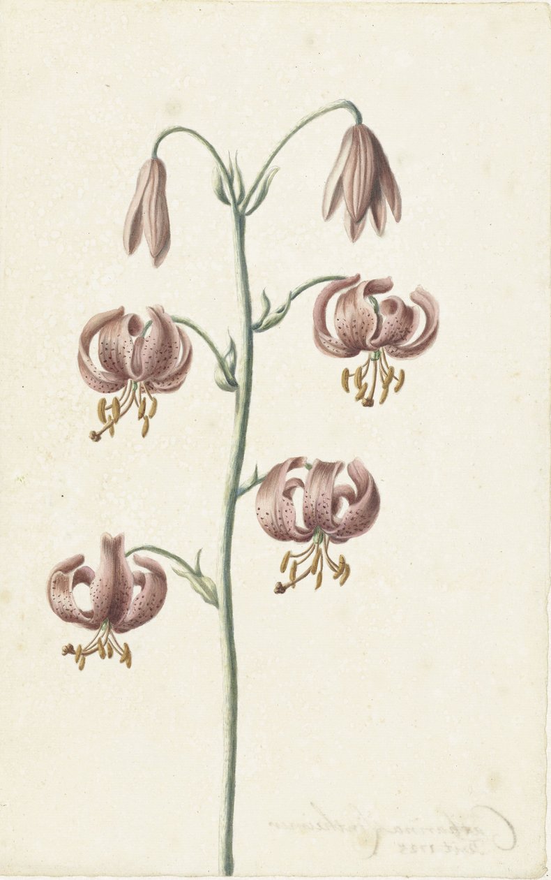 Branche avec des lys brun-rouge - Catharina Lintheimer