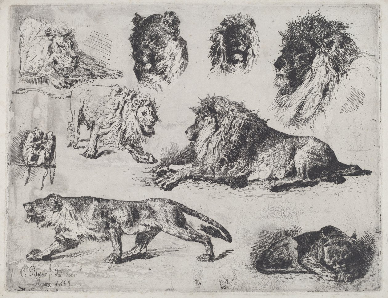 Étude de lions - Cesare Biseo