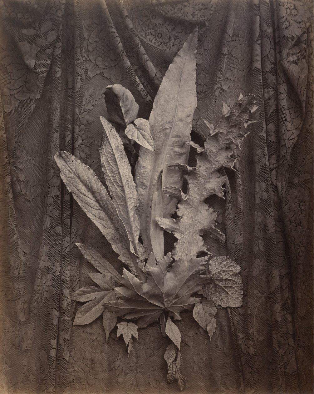 Arrangement de feuilles de tabac et d