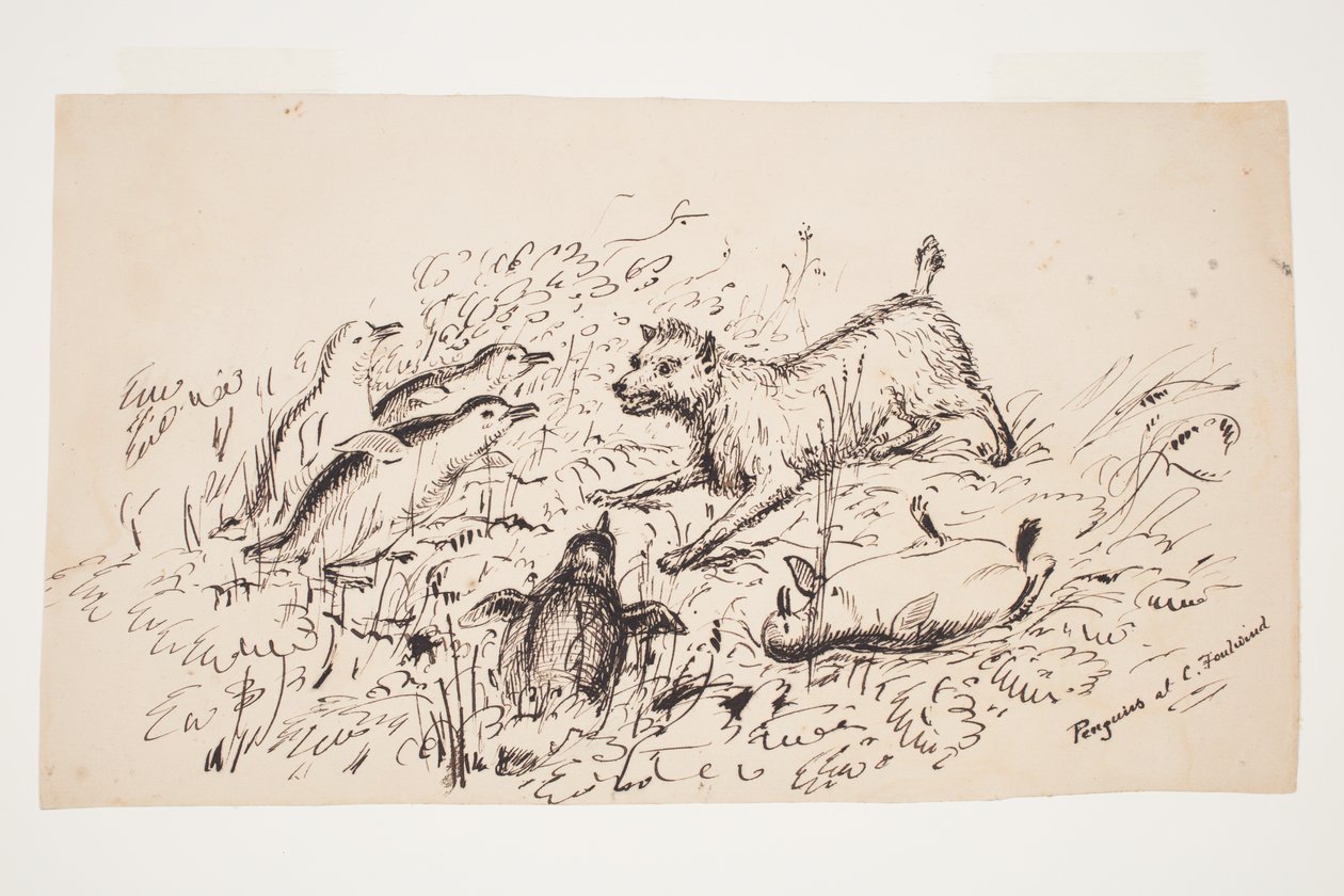 Manchots au Cap Foulwind - Charles Heaphy