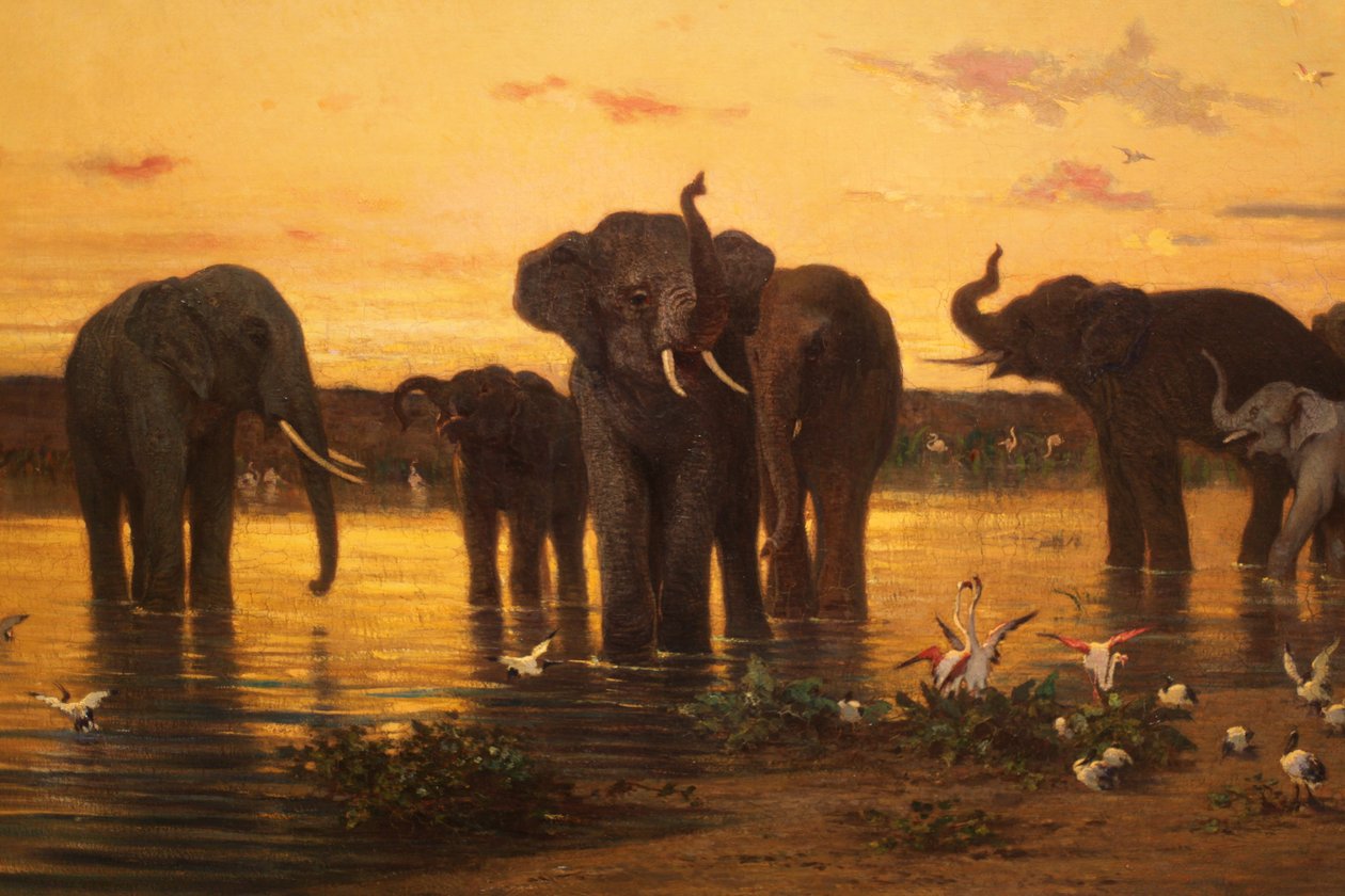 Éléphants d