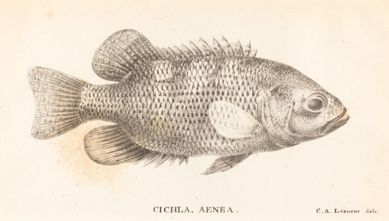 Cichla, Aenea - Charles Alexandre Lesueur