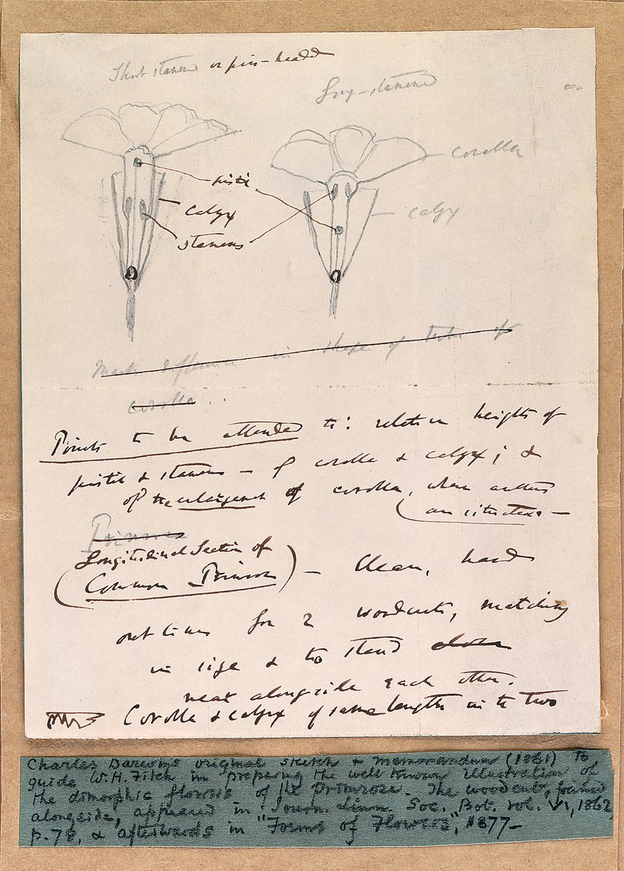 Croquis autographe des fleurs dimorphes de la primevère, 1861 - Charles Darwin