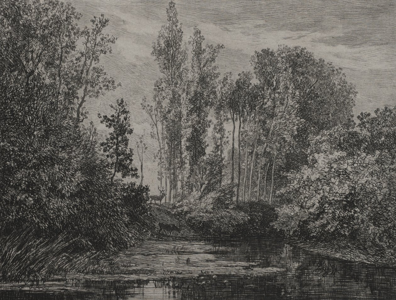 Cerfs au bord de l