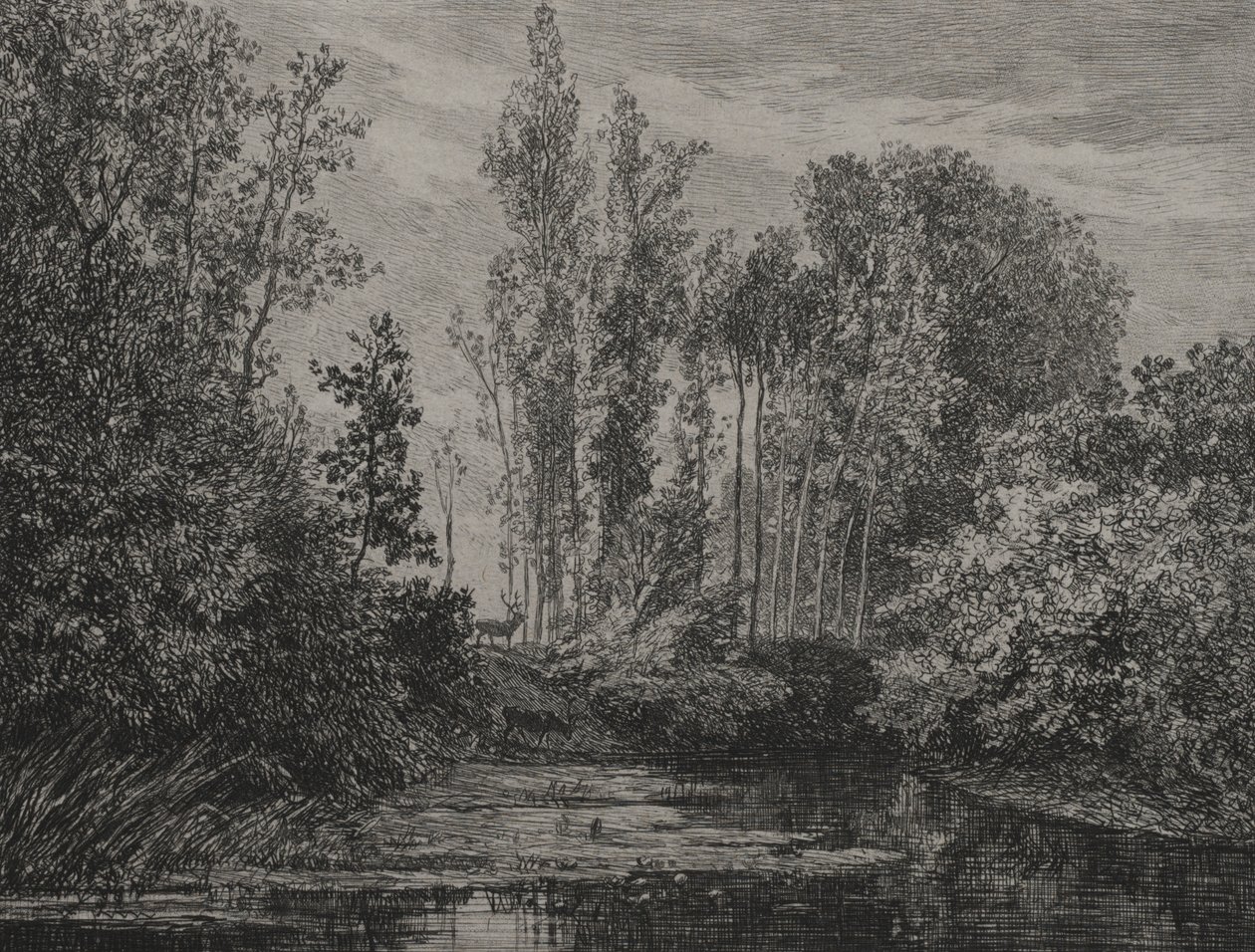 Cerfs au bord de l