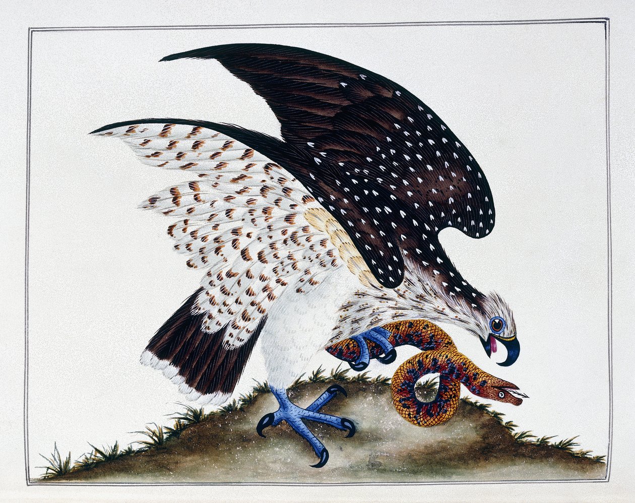 Oiseau de proie avec serpent, 1808-21 - Charles Hayes